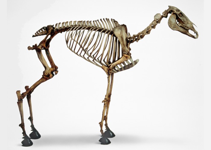 Skeleton of Napoleon's horse, Marengo. Copyright National Army Museum.