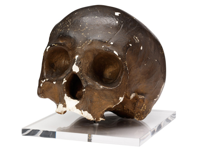 Cast of skull of Corporal John Shaw