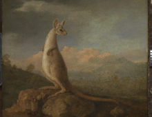 A painting of a Kangaroo standing on a rock with a landscape scene in the background.