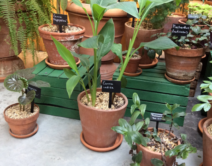 a selection of plants in pots