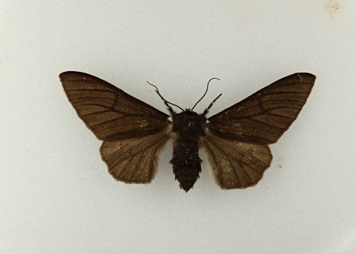 A photograph of a brown moth