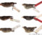 A collage of six images showing dead finches against a white background, each with a handwritten tag on it's feet.