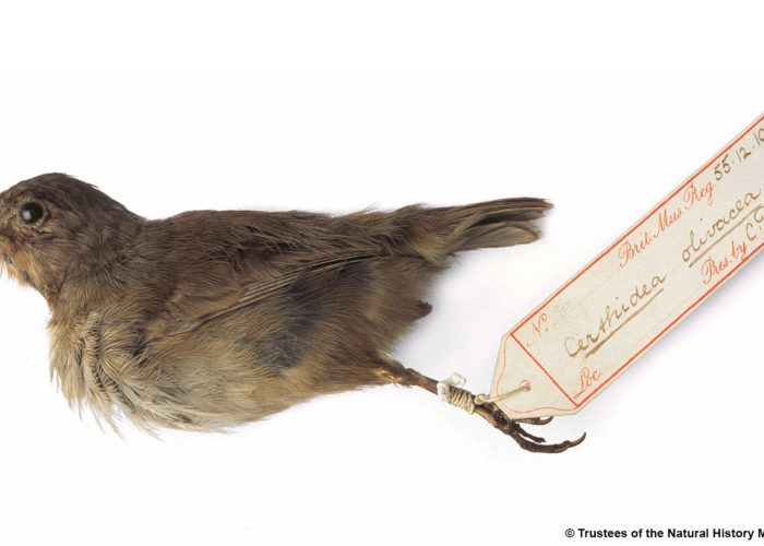 A photograph of a dead finch against a white background with a handwritten tag on it's feet.