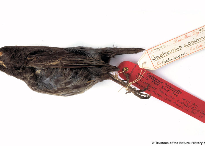 A photograph of a dead finch against a white background with a handwritten tag on it's feet.